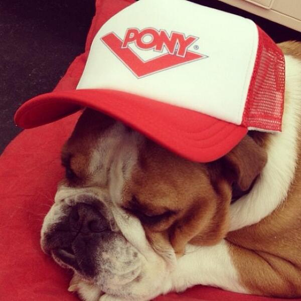 PonyKicks's tweet photo. "Let sleeping dogs lie" #PONY http://t.co/ACx5eKFZUA