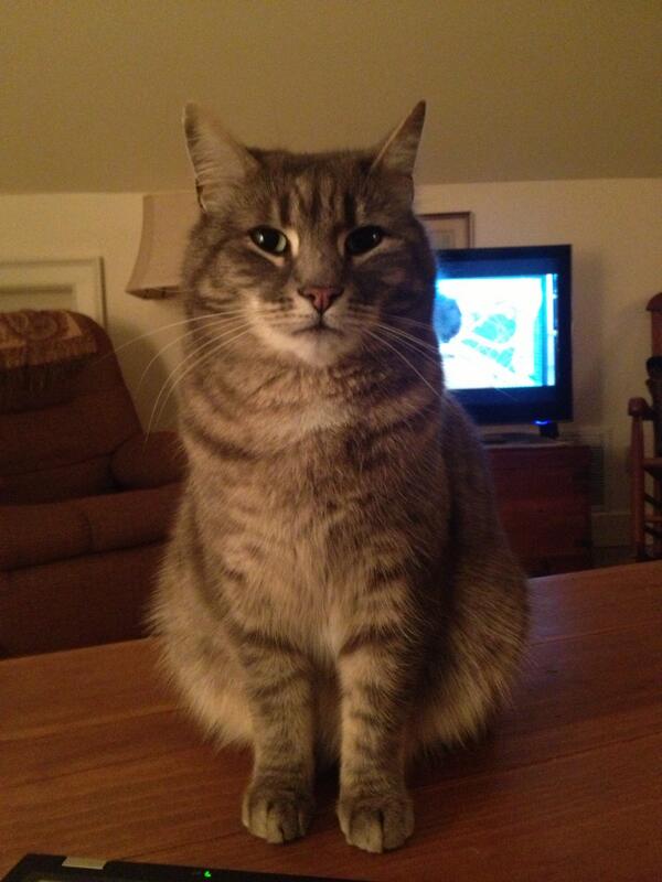 #LostCat #Stonington Missing our beloved cat in Stonington, CT. If found please contact.