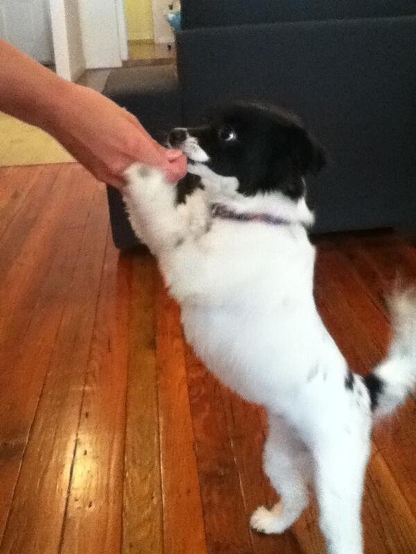 SkylightCowork's tweet photo. Our second doggie day! Come in and say hi to Sadie Hawkins! http://t.co/llqg7CYx3D