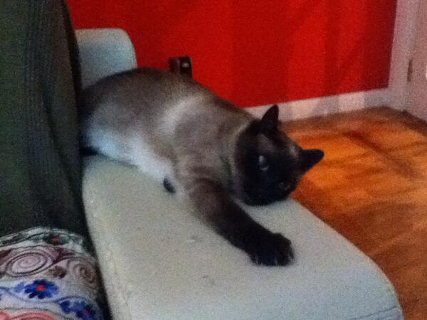 Peter_Gomez's tweet photo. My kitty :33333 http://t.co/04JqXsg5Uo