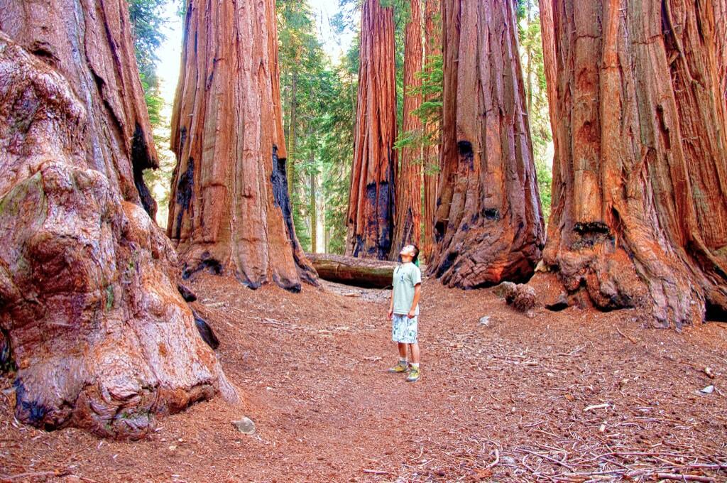 Giant redwoods in Sequoia-Kings National Parks