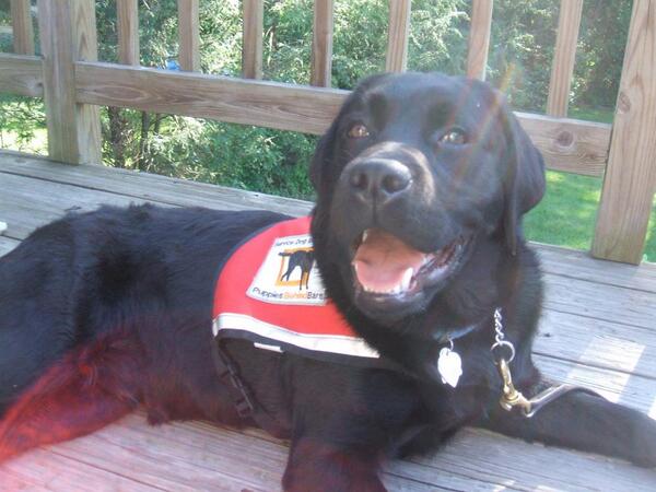 MoveUnitedSport's tweet photo. Puppies Behind Bars provides trained service dogs at no cost to wounded vets. http://t.co/zD7Xvf9UER @ppbassociation http://t.co/SU4u8SVAA6