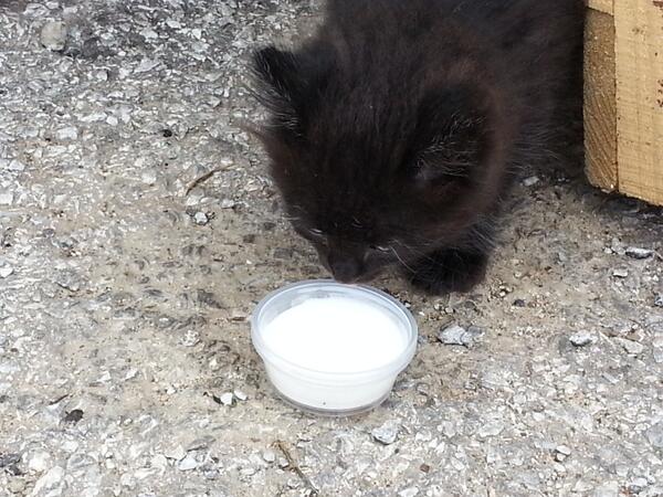 KarmaKitchenDFW's tweet image. Free dinner for two if anyone can come to clearfork and give this kitty a home today!