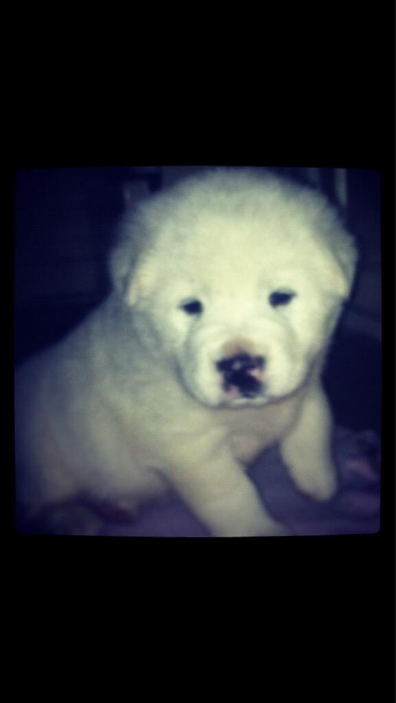 My sweet boy Jace😘 #fluffball #toocute #inlove