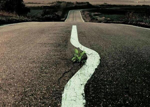 SeymeNevriye's tweet photo. Bazıları bunu yaparken, bazıları da binlerce ağacı kesiyor.. http://t.co/6mqqyRlpKe