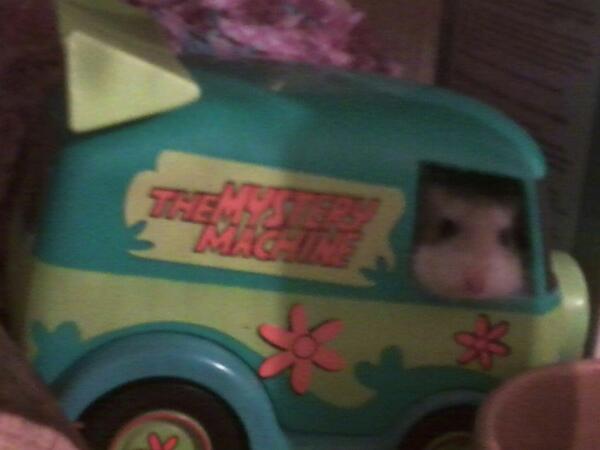 Bitey_hamster's tweet photo. This is Dave. He used to live here. I can see how he escaped. I need to get me some wheels like that. http://t.co/b2RU9Sw1qp