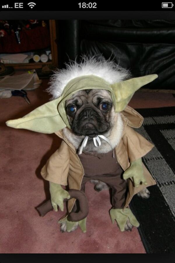 Rubypuggle tweet picture