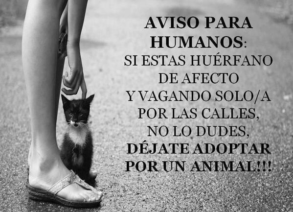 acevedomaru's tweet image. Déjate adoptar: