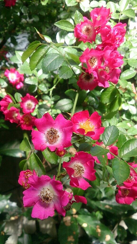 julia36J's tweet photo. Rose season has come!  Beautiful wild roses in my parents' house! http://t.co/p2DA8jAGJL