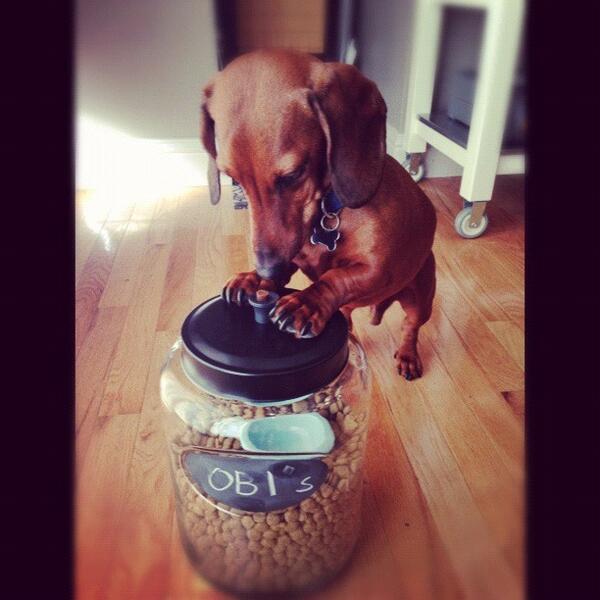 Hungry Obi, #obi #dachshund