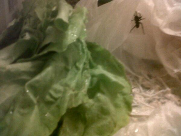 undresso's tweet image. Divina la araña que me pusieron en la bolsa de la lechuga eh?? #PreInfarto