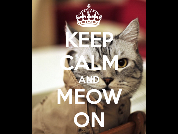 ShireKitty's tweet image. 