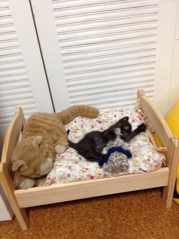 Ikeaの お人形さん用ベッド を猫のために買ってあげたら こうなった Fundo