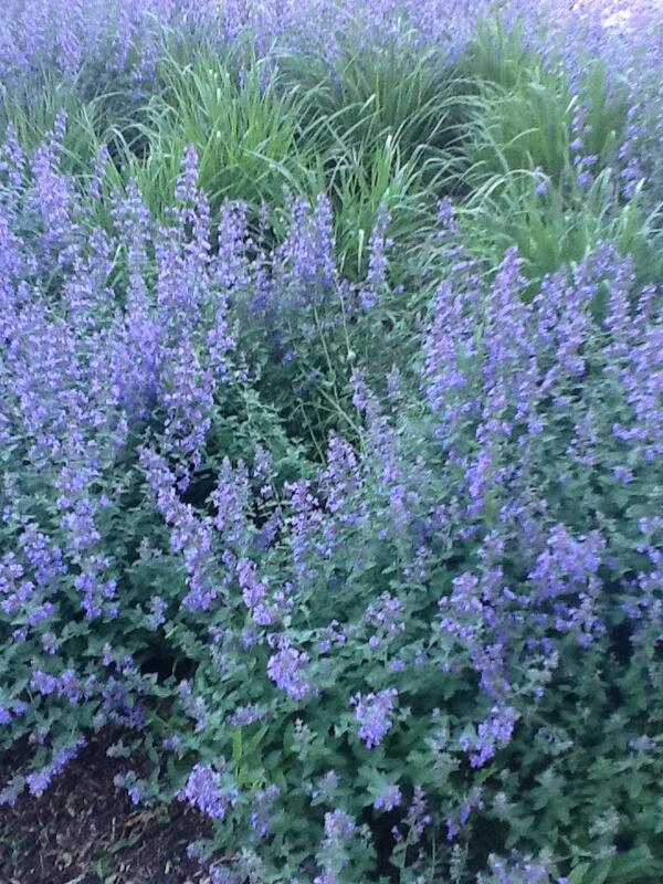 Curls_Unleashed's tweet image. #CurlsUnleashedLavishSuites #curlsunleashed  #locs #herbalcleanse #HairCare #hairproducts #HairColor #HairInfo