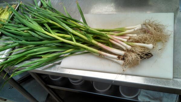 ForkliftBoston's tweet photo. Green Garlic from Eva's Garden. We're gonna need a bigger board . . . http://t.co/xpP4Zhed9E
