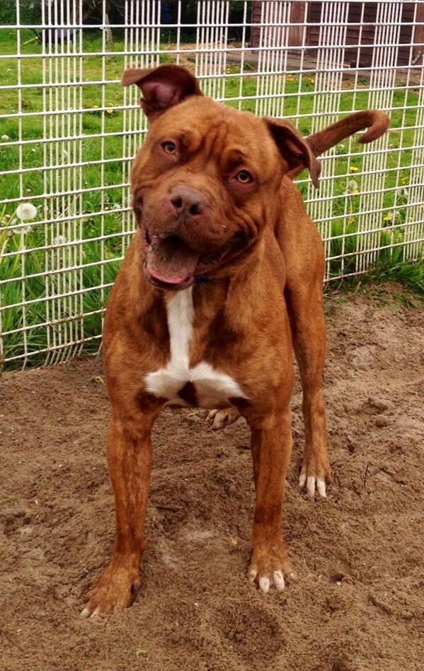 <a href="/PeterEgan6/">Peter Egan</a> Pls RT, Jimi needs a loving forever home, can you help to find it? @RDogRescue