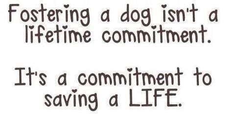 SAVE A LIFE!

Be a foster!

It's not always easy

But it's always worth it!

Contact your local rescue/shelter today