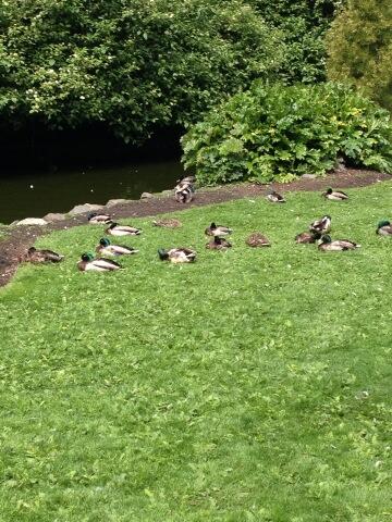 JessMiceli's tweet photo. @JaseDuckman have a look at this buffet #victoria #canada http://t.co/IYJc8qss7T