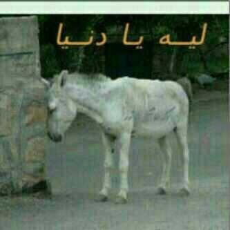 قمرهم كلهم (@ffooff13) on Twitter photo 