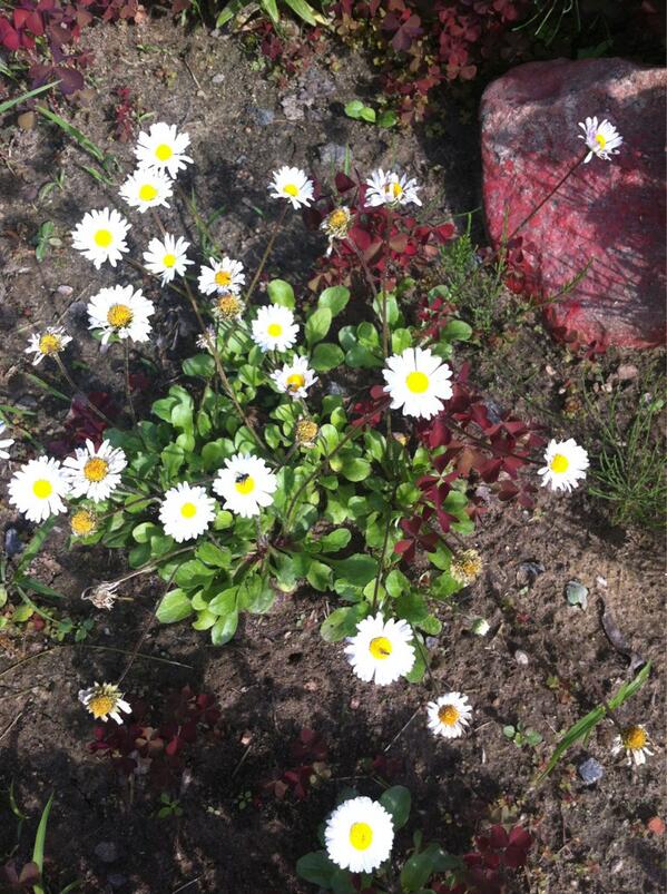 Nadya Cosmo tweet media