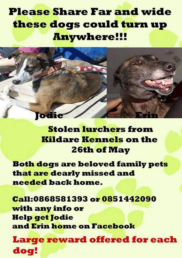 ADogsLifeIE's tweet image. Please spread this far and wide. 2 stolen lurchers. LARGE REWARD OFFERED. Owners devastated.
