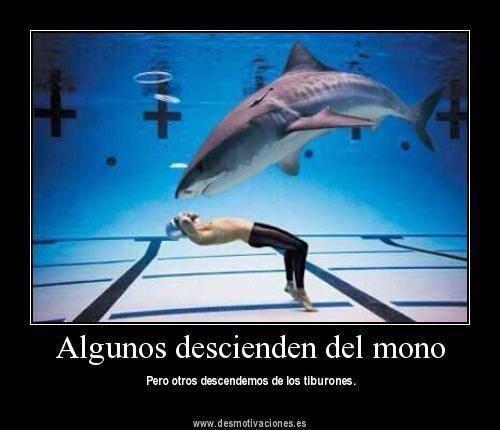 alonsocancun's tweet photo. Water is my hábitat, swimming is part of my soul... http://t.co/iX5UeHbUrA