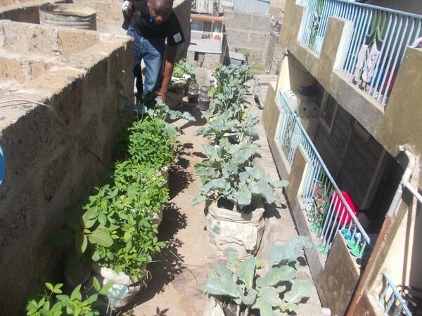 #theUrbanFarmingproject