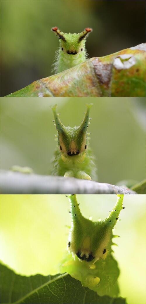 オオムラサキの幼虫かわいすぎだろ 神様が癒し系幼虫として遊んで作ったとしか思えない W マジでこんな顔してんもん Togetter