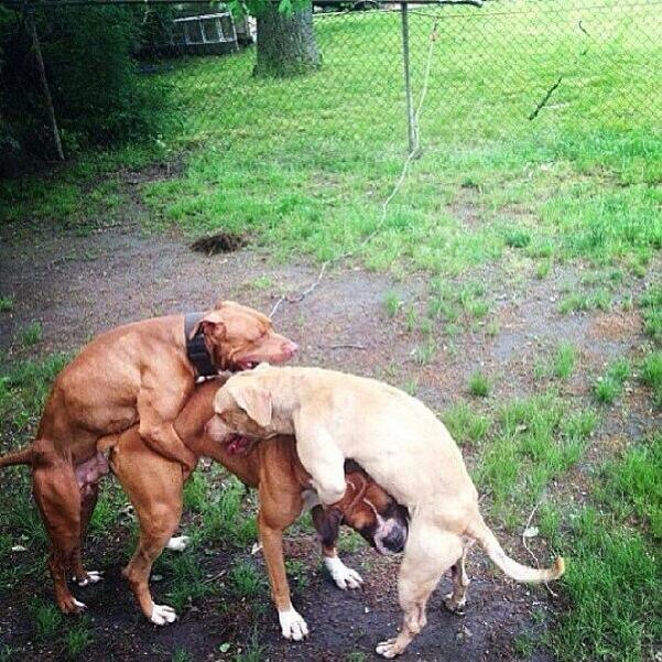 DseanAssAFool's tweet photo. I GO TO MY BACKYARD AND SEE THIS SHIT HAPPENING TO MY PIT WTF!!!??? http://t.co/u7qYXAJpFc