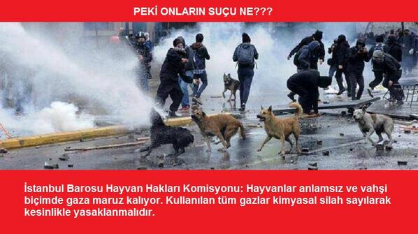 HayvanOzgurlugu's tweet photo. #HükümeteNot Eylemde çok sayıda sokak hayvanı ve kuş zarar gördü. Kimi yaralandı, kimi melek oldu... http://t.co/qbDfZG1LAh