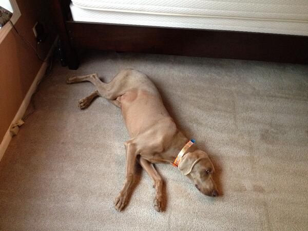 Atweedie28's tweet photo. My sidekick! http://t.co/0qZLSgYBjn