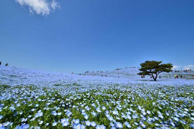 Girlstripjp No Twitter 春に行きたい水色の花畑 Vol10 国営ひたち海浜公園のみはらしの丘 ネモフィラの花が丘いっぱいに咲きほこる 春の限られた期間にしか咲かないから 毎年の春が待ち遠しい Http T Co 955hywy02h