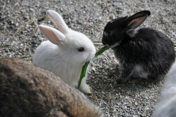 AnnaADavenport's tweet photo. I couldn't resist: Sprout and Flitwick :) http://t.co/H1cLsVFg3Z