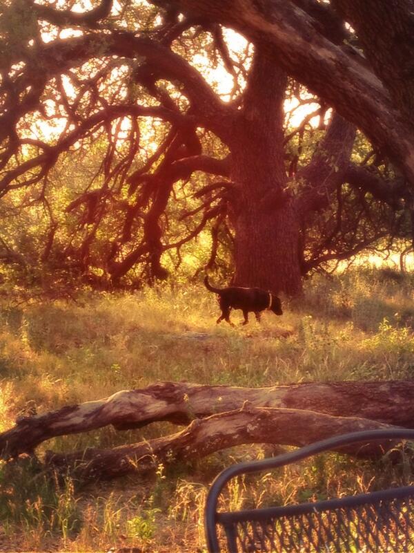 Stump the Wonderdog (@roofhound) on Twitter photo 