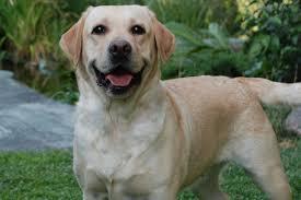 RetrieversFan tweet picture