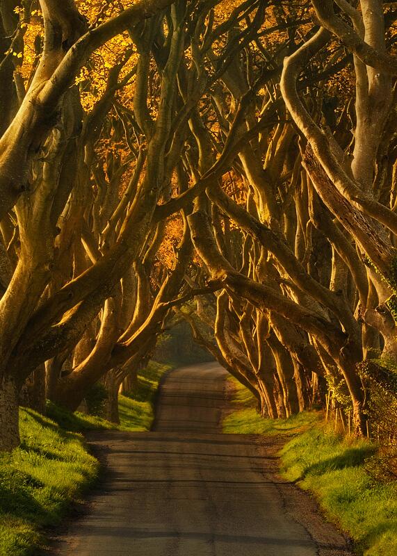 世界は美しい 古木の並木道 ザ ダークヘッジ 北アイルランド T Co Dzdg9ikox2