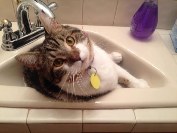 TerryCrisler's tweet photo. Found my goofball sleeping in the sink...now that's FEARLESS! http://t.co/5ezaKI8CW2