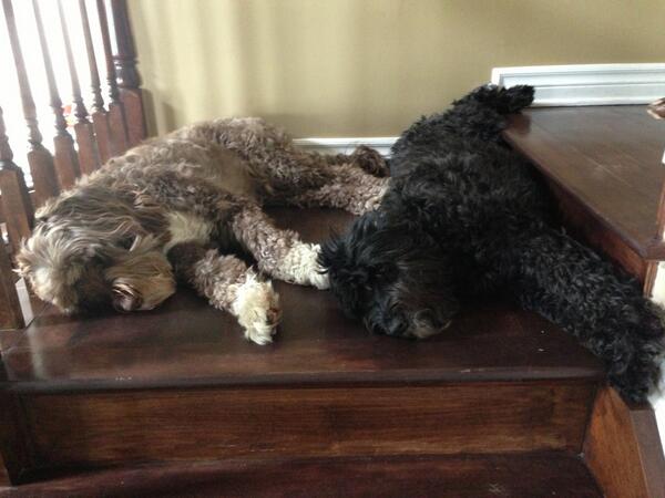 NilgunGumus1's tweet image. Best friends #sameposition