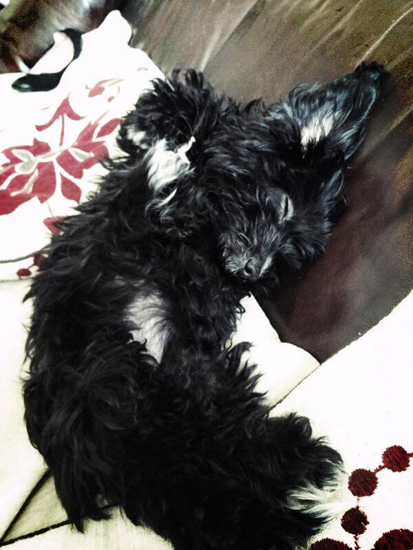 thellsx's tweet photo. Afternoon nap 🐶💗 http://t.co/N275iXlLbA