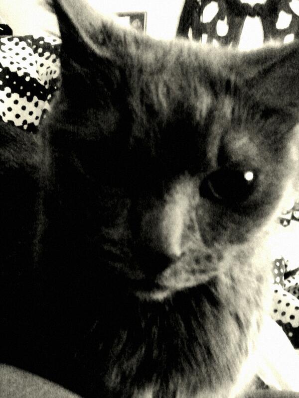BerriSweeT's tweet photo. Kitties snuggles! http://t.co/Y6MMqvC0Bo