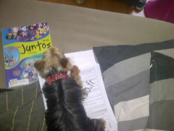 CharPaga's tweet photo. Meme elle ne veut pas que je revise mes oraux, cest pas de ma faute... #jdiraiscaameyer http://t.co/CikePqzOmX