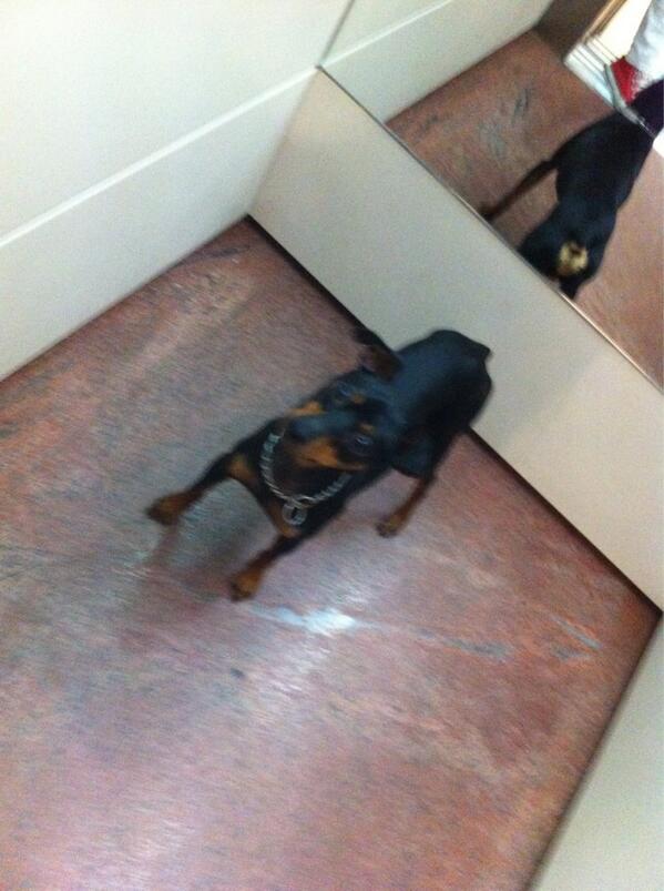 Con Chuski, el pitbull de <a href="/bertajc/">Berta jiménez</a> en el ascensor