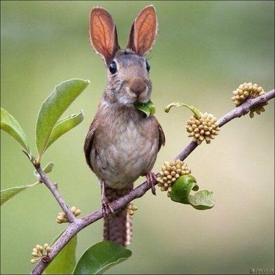 Hybrid Animals (@HybridAnimaIs) / Twitter Hybrid Animals (@HybridAnimaIs) / Twitter