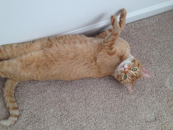 aaronlafferty's tweet image. Trying to setup my wife&apos;s new office room but this little guy keeps hanging around 😄😺 #EinsteinTheory