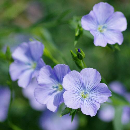 キングジム きょうの誕生花は 亜麻 Flax 花言葉は 人人人人人人人人人人 親 切 が 身 に 滲 み る Y Y Y Y Y Y Y Y Y Http T Co Nxspanfowv