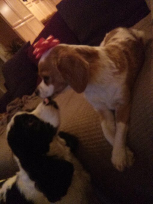 My dog has been wearing a sticky bow on his head for over a hour and hasn't noticed yet.. Lol #cute http://t<a href="/tag/cute"class="tags"><span>#cute</span></a>