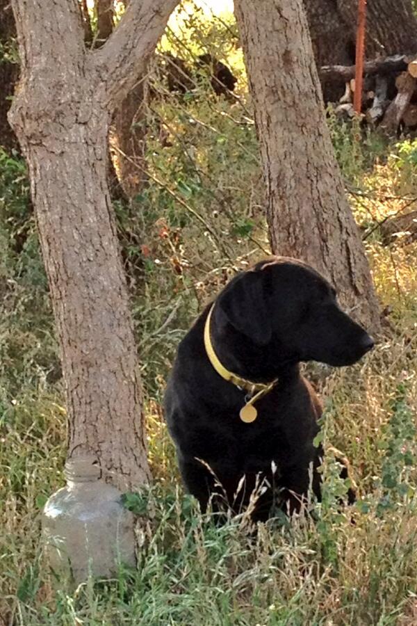 roofhound's tweet photo. @LoneStarOutdoor  found this here shine jug. http://t.co/VrDHHKWdFb