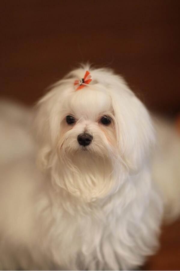icon_dog's tweet photo. 아이콘독 말티즈 하루 입니다^^
이쁜 말티즈 가족맞이 계획하시는 분들 연락주세요~^^ http://t.co/I2ZNtrcj0D