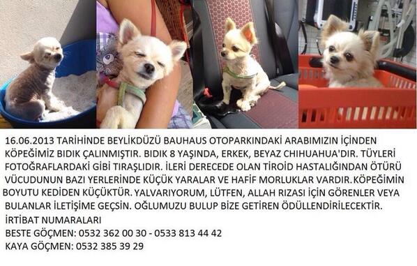 " @ellerihamurdan: Köpeğimizi bulan ödüllendirilecektir. Yalvarıyorum, Allah rızası için RT!! " @AydaMusic