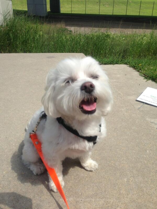 gussyandcompany's tweet photo. Rocky's new summer 'do! #sohandsome #staycoolRock #ladiesman @Brookie126 http://t.co/nlJuqp5nRM